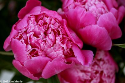 Peonies