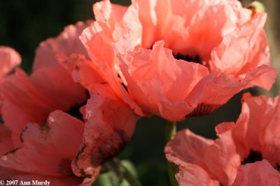 More poppies