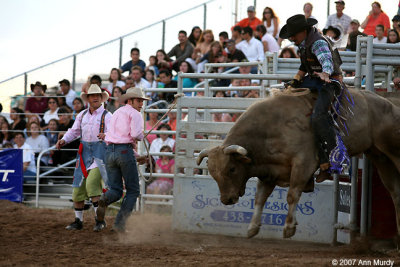 Bull rider coming out of gate