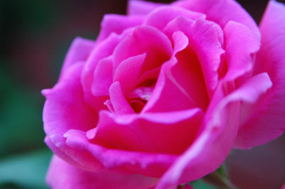 Rose, front yard