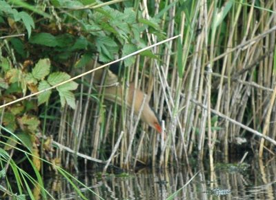 Little bittern catching fish