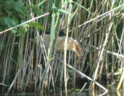 Little bittern trying to turn fish in throat