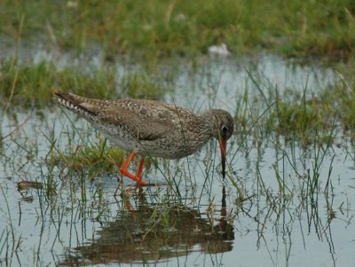 Redshank