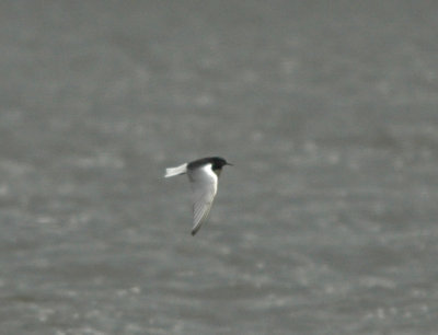 White-winged black tern