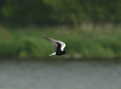 White-winged black tern