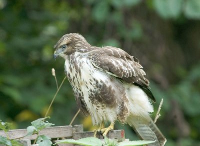 Common buzzard, juvenile