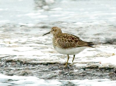 Tuvsnppa (Pectoral sandpiper)