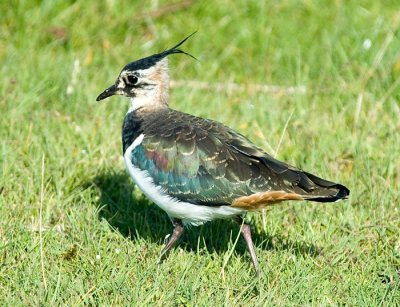 Tofsvipa, juv (Lapwing)