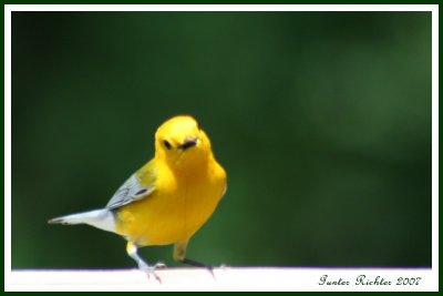 Prothonotary Warbler
