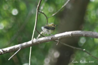 Prothonotary Warbler