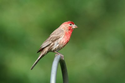House Finch