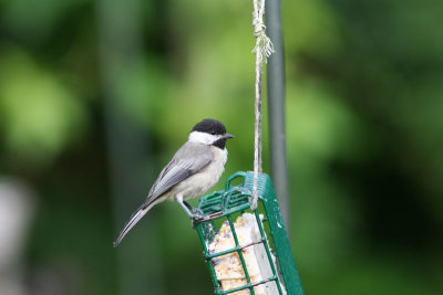 Carolina Chickadee