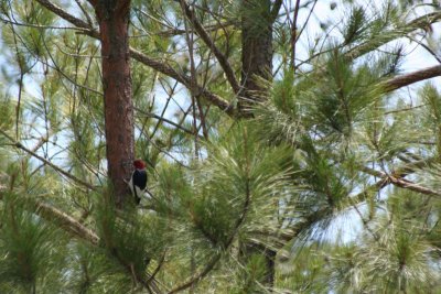 Redheaded Woodpecker