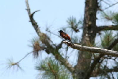 Orchard Oriole