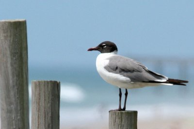 Laughing Gull