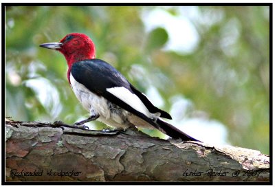 Red  Headed Woodpecker