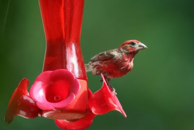 House Finch