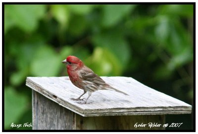 House Finch
