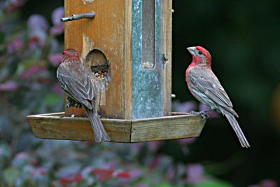  House Finch