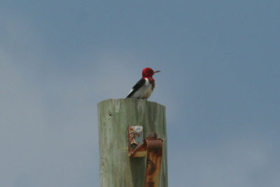 Red  Headed Woodpecker