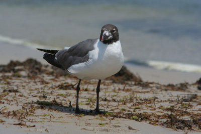 Laughing Gull