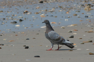 Rock Dove