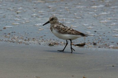 Sanderling