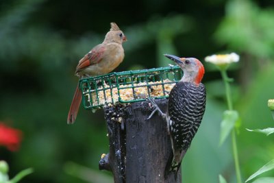 Red Bellied Woodpecker and Northern Cardinal