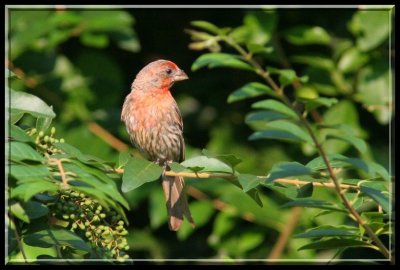 House Finch