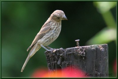 House Finch