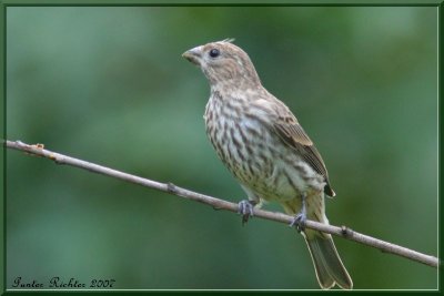 House Finch