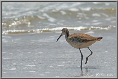 Willet