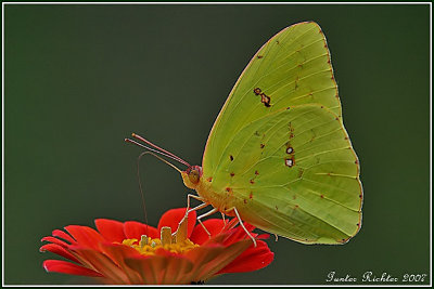 butterflies_and_flowers