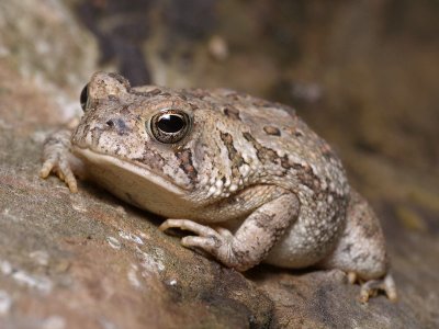 Toad on a Log