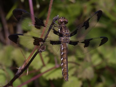 Common Whitetail - Female