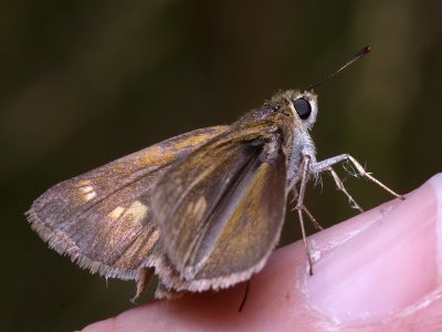 Skipper