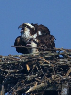Adult Osprey and Young