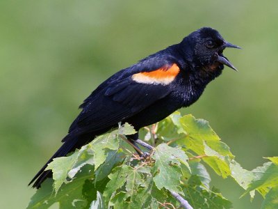 Red-winged Blackbird