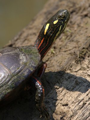 Red-eared Slider