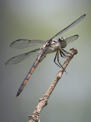 Dragonfly04.jpg