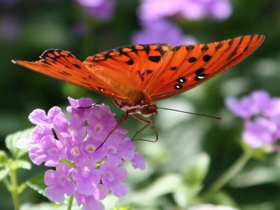  Gulf Fritillary