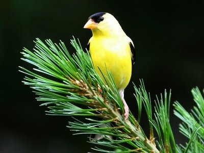 American Goldfinch