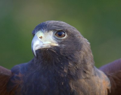 Harris Hawk