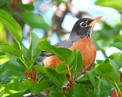 American Robin