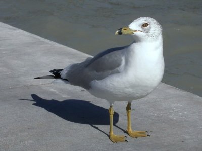 Southernmost Ring-billed Gull