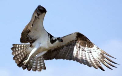 Landing Osprey