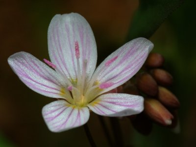 Spring Beauty