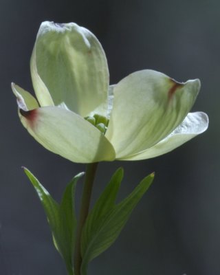 Dogwood Blossom