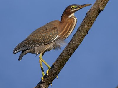 Green Heron (juvenile)