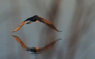 Great Blue Flies Into The Sunrise